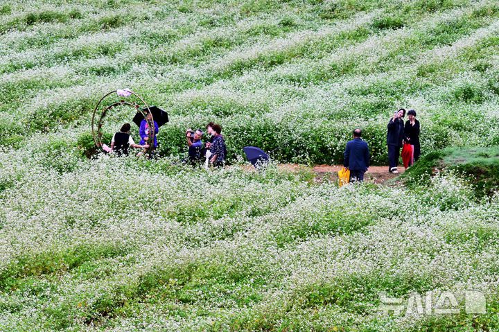 [하동=뉴시스] 차용현 기자 = 6일 오전, 추석 연휴를 맞아 경남 하동군 북천면 코스모스·메밀꽃 단지를 찾은 탐방객들이 가을비를 맞으며 꽃길을 걷고 있다. 이곳에는 비가 내리는 궂은 날씨에도 방문객들의 발걸음은 이어지고 있다. 2025.10.06. con@newsis.com