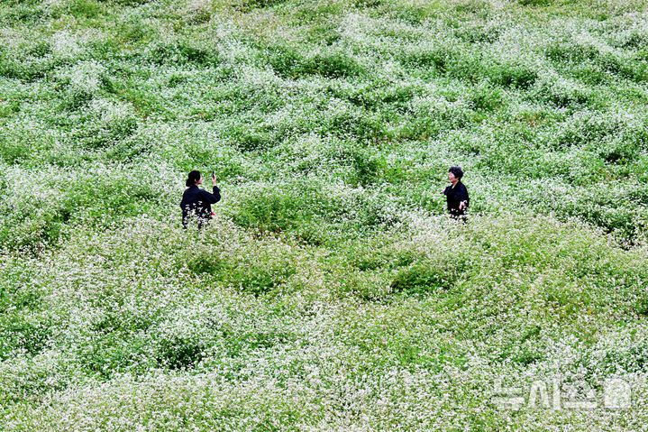 [하동=뉴시스] 차용현 기자 = 6일 오전, 추석 연휴를 맞아 경남 하동군 북천면 코스모스·메밀꽃 단지를 찾은 탐방객들이 가을비를 맞으며 꽃길을 걷고 있다. 이곳에는 비가 내리는 궂은 날씨에도 방문객들의 발걸음은 이어지고 있다. 2025.10.06. con@newsis.com