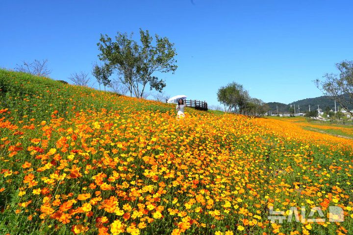 [나주=뉴시스] '나주 영산강축제'가 펼쳐진 영산강정원 언덕에 코스모스 물결이 일고 있다. (사진=나주시 제공) 2025.10.13. photo@newsis.com