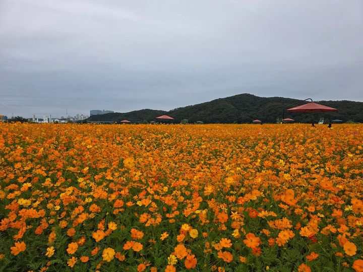 [용인=뉴시스]이준구 기자=기흥호수공원에 활짝 핀 황화코스모스.2025.10.19.caleb@newsis.com *재판매 및 DB 금지