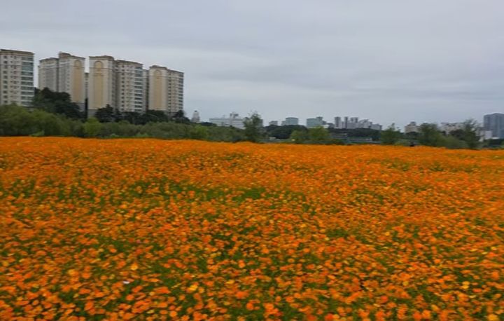 [용인=뉴시스]용인시 기흥호수공원 인근의 황화코스모스 군락지 *재판매 및 DB 금지