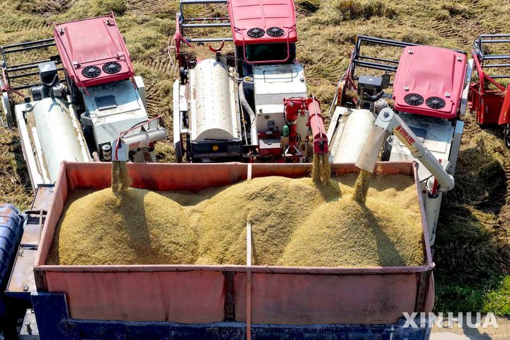 [신화/뉴시스] 10월 안후이성 보저우 수확