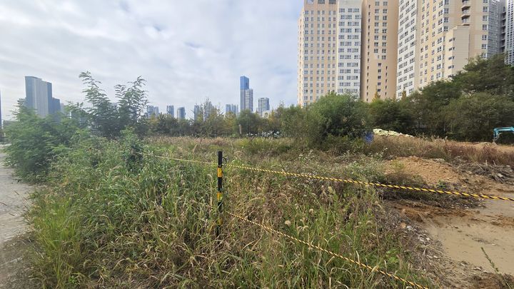 [세종=뉴시스] 송승화 기자 =  잡초와 잔목들이 우거져 있는 세종호수공원 인근 모습. 2025.10.27. ssong1007@newsis.com *재판매 및 DB 금지