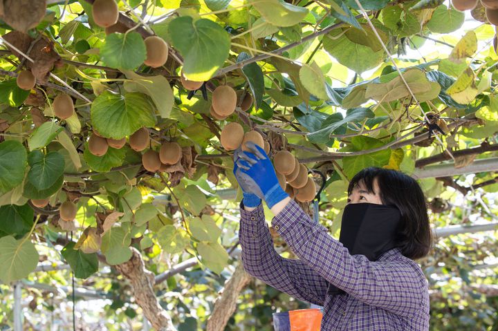 [진주=뉴시스]키위 수확.(사진=경남농업기술원 제공).2025.10.29.photo@newsis.com *재판매 및 DB 금지