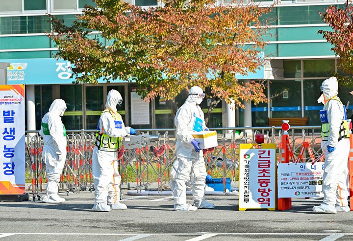 29일 정선군 정선읍 정선종합운동경기장 제1주차장에서 고병원성 조류인플루엔자(AI) 발생에 대비한 ‘2025년 가상방역 현장훈련(CPX)’을 실시하고 있다.(사진=정선군 제공) *재판매 및 DB 금지