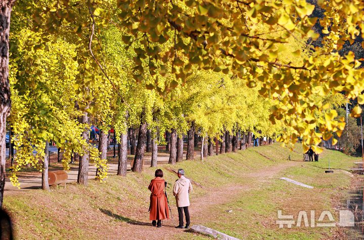 [괴산=뉴시스] 30일 충북 괴산군 양곡저수지에서 시민들이 노랗게 물든 은행나무길을 구경하고 있다. (사진= 괴산군 제공) 2025.10.30. photo@newsis.com *재판매 및 DB 금지