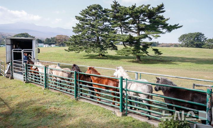 [제주=뉴시스] 우장호 기자 = 절기 '입동'인 7일 오전 제주시 용강동 마(馬) 방목지에서 제주도 축산생명연구원 관계자들이 천연기념물 제347호 제주마의 월동 준비를 하고 있다. 축산생명연구원은 옛 고수목마(古藪牧馬) 재현을 위해 매년 봄부터 제주마를 5·16 도로변 방목지에 풀어 관리하다 겨울이 되면 연구원 내 방목지로 옮긴다. 2025.11.07. woo1223@newsis.com