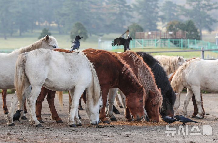 [제주=뉴시스] 우장호 기자 = 절기 '입동'인 7일 오전 제주시 용강동 마(馬) 방목지에서 천연기념물 제347호 제주마가 겨울 맞이 이소에 앞서 아침식사를 하고 있다. 축산생명연구원은 옛 고수목마(古藪牧馬) 재현을 위해 매년 봄부터 제주마를 5·16 도로변 방목지에 풀어 관리하다 겨울이 되면 연구원 내 방목지로 옮긴다. 2025.11.07. woo1223@newsis.com