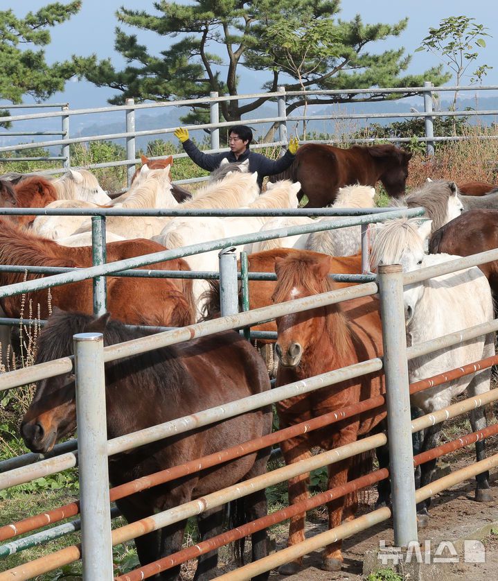 [제주=뉴시스] 우장호 기자 = 절기 '입동'인 7일 오전 제주시 용강동 마(馬) 방목지에서 제주도 축산생명연구원 관계자들이 천연기념물 제347호 제주마의 월동 준비를 하고 있다. 축산생명연구원은 옛 고수목마(古藪牧馬) 재현을 위해 매년 봄부터 제주마를 5·16 도로변 방목지에 풀어 관리하다 겨울이 되면 연구원 내 방목지로 옮긴다. 2025.11.07. woo1223@newsis.com