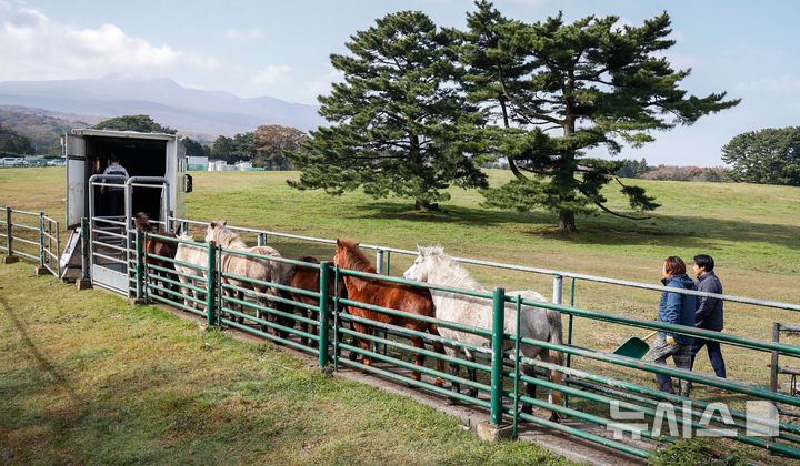 [제주=뉴시스] 우장호 기자 = 절기 '입동'인 7일 오전 제주시 용강동 마(馬) 방목지에서 제주도 축산생명연구원 관계자들이 천연기념물 제347호 제주마의 월동 준비를 하고 있다. 축산생명연구원은 옛 고수목마(古藪牧馬) 재현을 위해 매년 봄부터 제주마를 5·16 도로변 방목지에 풀어 관리하다 겨울이 되면 연구원 내 방목지로 옮긴다. 2025.11.07. woo1223@newsis.com