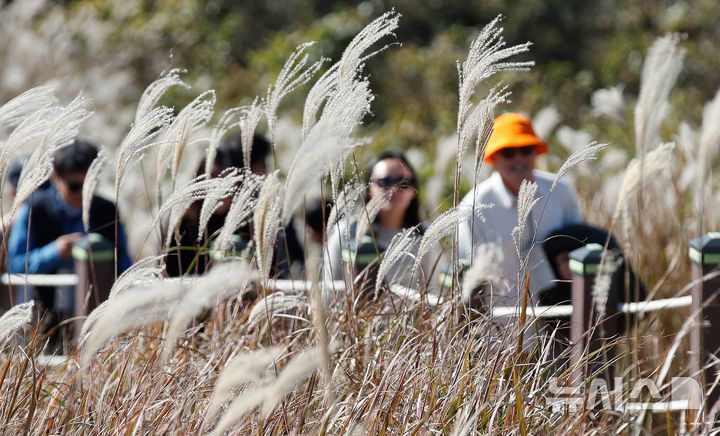 [제주=뉴시스] 우장호 기자 = 포근한 가을 날씨를 보인 16일 오후 제주시 애월읍 새별오름에서 관광객들이 억새를 감상하며 늦가을 정취를 만끽하고 있다.기상청에 따르면 17일부터 찬 대륙고기압의 영향으로 아침 기온이 영하권으로 떨어지는 등 큰 추위가 찾아올 것으로 전망된다. 2025.11.16. woo1223@newsis.com
