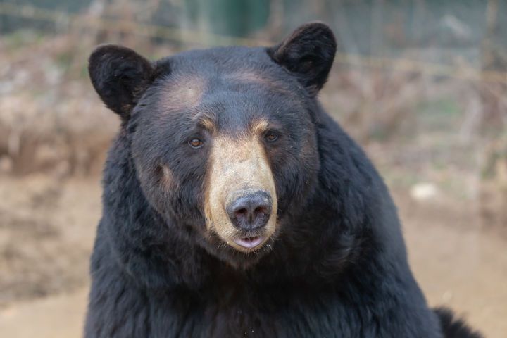 [뉴시스] 일본에서 곰 구제 건수가 올해 4~9월 5983마리로 집계돼 지난래 1년 전체(5136마리)를 넘어선 가운데 사체 처리 부담이 커지고 있다. 사진은 본 기사의 이해를 돕기 위한 이미지. (사진 = 유토이미지) 2025.12.04. *재판매 및 DB금지 *재판매 및 DB 금지