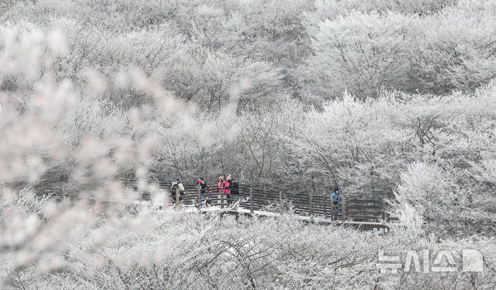 [제주=뉴시스] 우장호 기자 = 기습 추위가 절정에 달한 4일 오전 제주 한라산 1100고지를 찾은 관광객들이 활짝 피어난 상고대를 감상하며 겨울 정취를 만끽하고 있다. 2025.12.04. woo1223@newsis.com