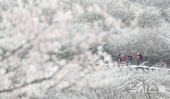 [제주=뉴시스] 우장호 기자 = 기습 추위가 절정에 달한 4일 오전 제주 한라산 1100고지를 찾은 관광객들이 활짝 피어난 상고대를 감상하며 겨울 정취를 만끽하고 있다. 2025.12.04. woo1223@newsis.com