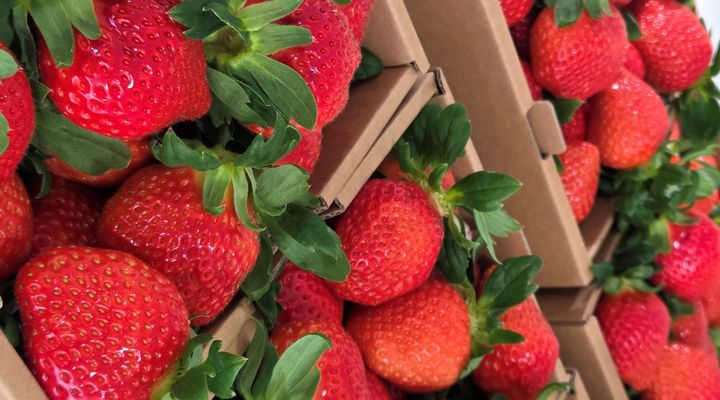 [봉화=뉴시스] 봉화 딸기 (사진=봉화군 제공) 2025.12.05. photo@newsis.com *재판매 및 DB 금지