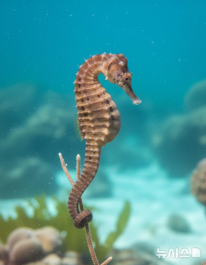 [서울=뉴시스] 빅벨리해마.