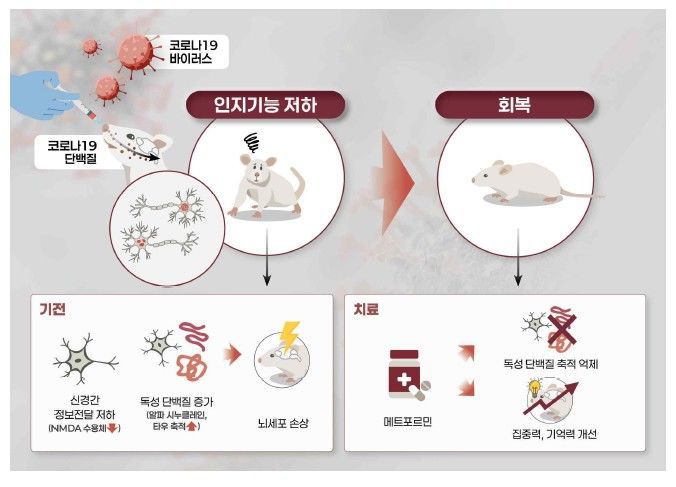 [서울=뉴시스] 코로나19 감염 후 나타나는 인지장애와 관련한 국립보건연구원의 연구 내용을 설명하는 그림. (자료=질병관리청 제공) 2025. 12. 10.  *재판매 및 DB 금지