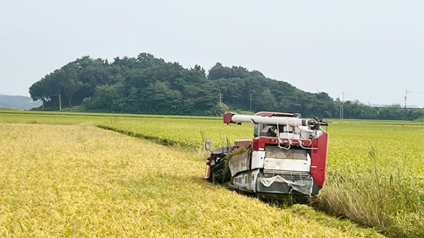 [서산=뉴시스] 지난 9월 충남 서산시 대산읍 일원에서 한 농가가 추수를 하고 있다. (사진=서산시 제공) 2025.12.11. photo@newsis.com *재판매 및 DB 금지