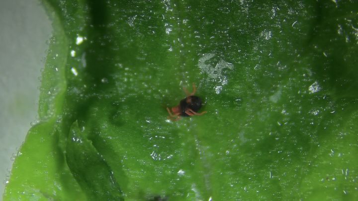 [고성=뉴시스] 시금치 재배지 보리응애 모습. (사진=고성군 제공) 2026.01.07.  photo@newsis.com *재판매 및 DB 금지