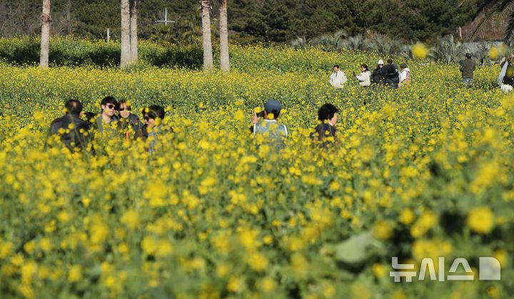 [서귀포=뉴시스] 우장호 기자 = 맑은 날씨를 보인 9일 오전 제주 서귀포시 남원읍 휴애리자연생활공원을 찾은 관광객들이 활짝 피어난 유채꽃을 감상하며 한겨울 속 봄 정취를 만끽하고 있다. 기상청에 따르면 주말인 10일부터 서서히 찬 대륙고기압의 영향을 받아 전국에 큰 추위가 찾아오고, 11일에는 남부와 제주를 중심으로 많은 눈이 내릴 것으로 예측됐다. 2026.01.09. woo1223@newsis.com