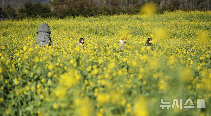 [서귀포=뉴시스] 우장호 기자 = 맑은 날씨를 보인 9일 오전 제주 서귀포시 남원읍 휴애리자연생활공원을 찾은 관광객들이 활짝 피어난 유채꽃을 감상하며 한겨울 속 봄 정취를 만끽하고 있다. 기상청에 따르면 주말인 10일부터 서서히 찬 대륙고기압의 영향을 받아 전국에 큰 추위가 찾아오고, 11일에는 남부와 제주를 중심으로 많은 눈이 내릴 것으로 예측됐다. 2026.01.09. woo1223@newsis.com