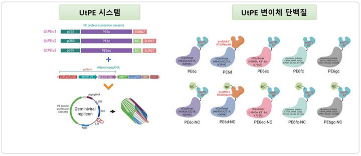 [진주=뉴시스]경상국립대 김재연 교수의 'UtPE 기술의 모식도'.(사진=경상국립대 제공).2026.01.12.photo@newsis.com *재판매 및 DB 금지