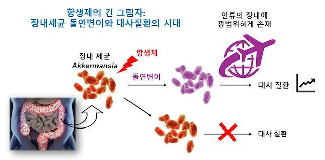 [서울=뉴시스] 김희남 교수 연구팀의 연구 모식도. (사진=고려대 제공) 2026.01.12. photo@newsis.com *재판매 및 DB 금지