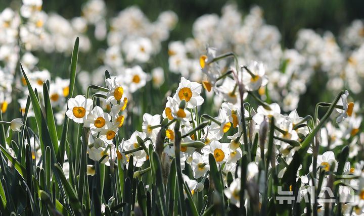 [제주=뉴시스] 우장호 기자 = 맑은 날씨를 보인 13일 오전 제주시 한림읍 한림공원 내에 수선화가 활짝 피어나 관람객들의 시선을 사로 잡고 있다. 2026.01.13. woo1223@newsis.com