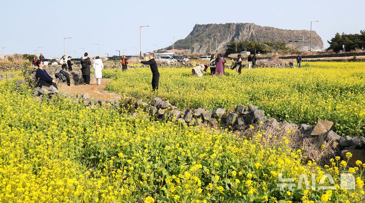 [서귀포=뉴시스] 우장호 기자 = 맑은 날씨를 보인 14일 오후 제주 서귀포시 성산일출봉 광치기해변 인근에 유채꽃이 활짝 피어나 때이른 봄 정취를 자아내고 있다.기상청에 따르면 제주지역은 15~16일 낮 최고기온이 16도 안팎으로 오르며 포근한 날씨를 보일 것으로 전망된다. 2026.01.14. woo1223@newsis.com