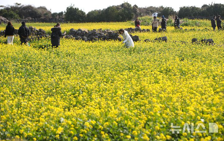 [서귀포=뉴시스] 우장호 기자 = 맑은 날씨를 보인 14일 오후 제주 서귀포시 성산일출봉 광치기해변 인근에 유채꽃이 활짝 피어나 때이른 봄 정취를 자아내고 있다.기상청에 따르면 제주지역은 15~16일 낮 최고기온이 16도 안팎으로 오르며 포근한 날씨를 보일 것으로 전망된다. 2026.01.14. woo1223@newsis.com