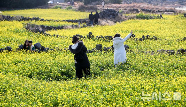 [서귀포=뉴시스] 우장호 기자 = 맑은 날씨를 보인 14일 오후 제주 서귀포시 성산일출봉 광치기해변 인근에 유채꽃이 활짝 피어나 때이른 봄 정취를 자아내고 있다.기상청에 따르면 제주지역은 15~16일 낮 최고기온이 16도 안팎으로 오르며 포근한 날씨를 보일 것으로 전망된다. 2026.01.14. woo1223@newsis.com