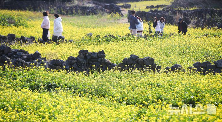 [서귀포=뉴시스] 우장호 기자 = 맑은 날씨를 보인 14일 오후 제주 서귀포시 성산일출봉 광치기해변 인근에 유채꽃이 활짝 피어나 때이른 봄 정취를 자아내고 있다.기상청에 따르면 제주지역은 15~16일 낮 최고기온이 16도 안팎으로 오르며 포근한 날씨를 보일 것으로 전망된다. 2026.01.14. woo1223@newsis.com