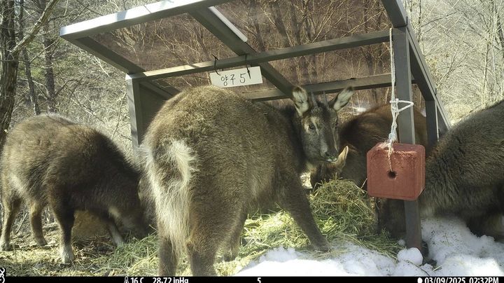 [서울=뉴시스] 먹이 먹는 산양들 (25년, 무인센서카메라 촬영). (사진= 국가유산청 제공) 2026.01.15 photo@newsis.com *재판매 및 DB 금지