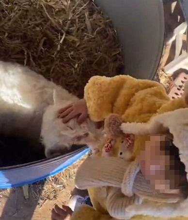 [뉴시스]새끼 양은 어린아이가 손을 갖다대자 코를 비빈다. (사진 = @tiantian108 X 캡처)  *재판매 및 DB 금지