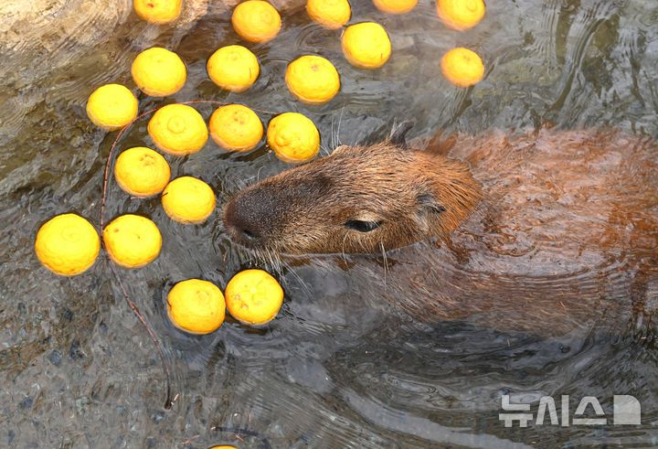[용인=뉴시스] 김종택 기자 = 15일 경기 용인시 에버랜드에서 카피바라가 온천욕을 하며 겨울을 즐기고 있다. 2026.01.15. jtk@newsis.com