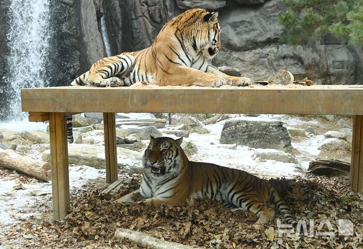 [용인=뉴시스] 김종택 기자 = 15일 경기 용인시 에버랜드 타이거 밸리에서 한국호랑이 다운이와 나라가 낙엽이불과 평상에서 겨울을 즐기고 있다. 2026.01.15. jtk@newsis.com