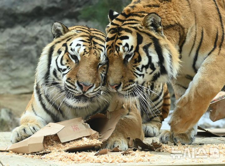 [용인=뉴시스] 김종택 기자 = 15일 경기 용인시 에버랜드 타이거 밸리에서 한국호랑이 다운이와 나라가 장난감을 갖고 놀며 겨울을 즐기고 있다. 2026.01.15. jtk@newsis.com
