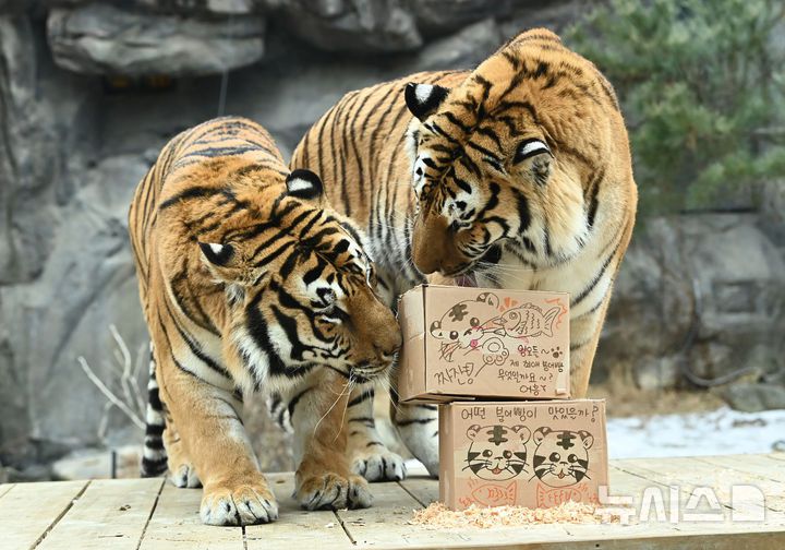 [용인=뉴시스] 김종택 기자 = 15일 경기 용인시 에버랜드 타이거 밸리에서 한국호랑이 다운이와 나라가 장난감을 갖고 놀며 겨울을 즐기고 있다. 2026.01.15. jtk@newsis.com