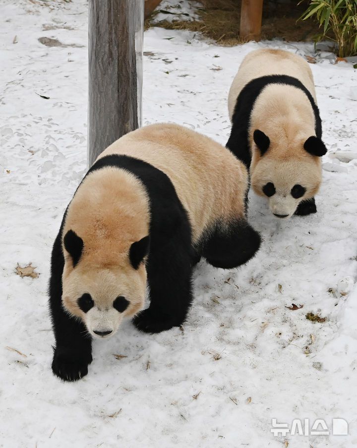 [용인=뉴시스] 김종택 기자 = 15일 경기 용인시 에버랜드에서 쌍둥이 판다 루이바오와 후이바오가 눈밭을 걸으며 겨울을 즐기고 있다. 2026.01.15. jtk@newsis.com