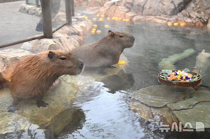 [용인=뉴시스] 김종택 기자 = 15일 경기 용인시 에버랜드에서 카피바라가 온천욕을 하며 겨울을 즐기고 있다. 2026.01.15. jtk@newsis.com