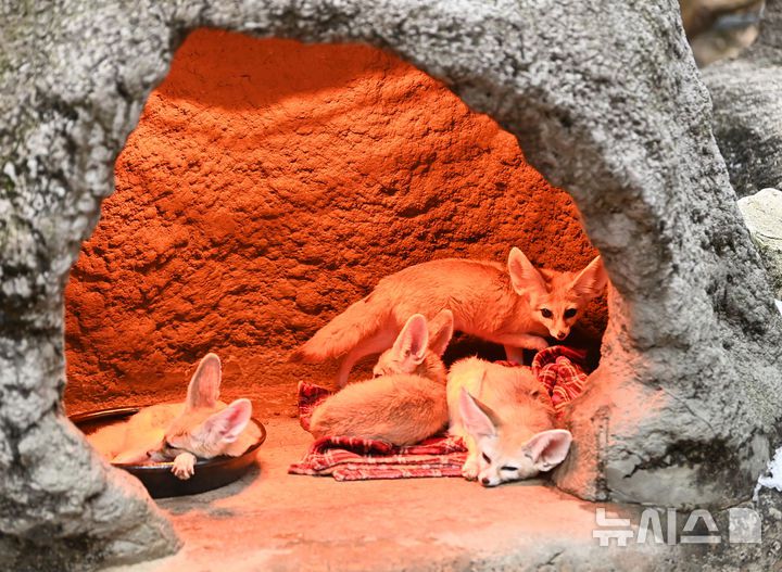 [용인=뉴시스] 김종택 기자 = 15일 경기 용인시 에버랜드에서 사막여우가 열등기구에 앉아 추위를 피하고 있다. 2026.01.15. jtk@newsis.com