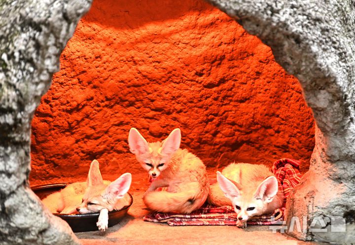 [용인=뉴시스] 김종택 기자 = 15일 경기 용인시 에버랜드에서 사막여우가 열등기구에 앉아 추위를 피하고 있다. 2026.01.15. jtk@newsis.com