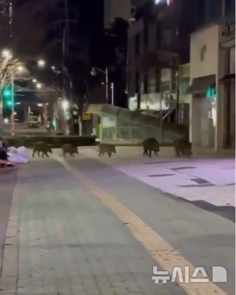 [안성=뉴시스] 멧돼지가 상가지역을 활보하는 모습 (사진=양상 캡쳐) 2026.01.16.newswith01@newsis.com