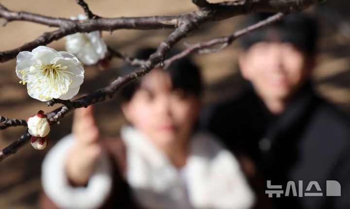 [부산=뉴시스] 하경민 기자 = 포근한 날씨를 보인 16일 부산 남구 동명대학교에서 학생들이 꽃망울을 터트린 '봄의 전령' 매화를 구경하고 있다. 2026.01.16. yulnetphoto@newsis.com
