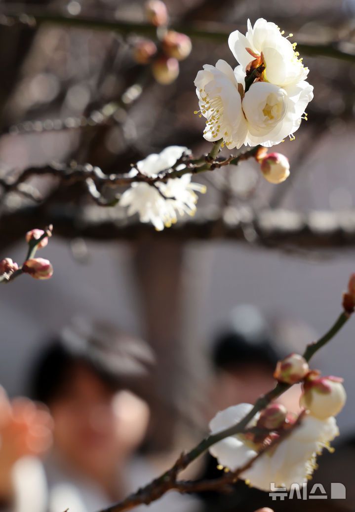 [부산=뉴시스] 하경민 기자 = 포근한 날씨를 보인 16일 부산 남구 동명대학교에서 학생들이 꽃망울을 터트린 '봄의 전령' 매화를 구경하고 있다. 2026.01.16. yulnetphoto@newsis.com