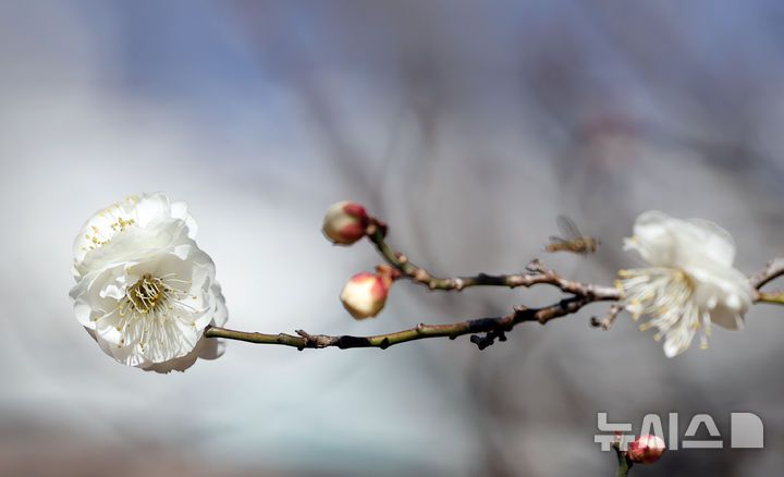 [부산=뉴시스] 하경민 기자 = 포근한 날씨를 보인 16일 부산 남구 동명대학교에서 '봄의 전령' 매화가 꽃망울을 터트려 눈길을 사로잡고 있다. 2026.01.16. yulnetphoto@newsis.com