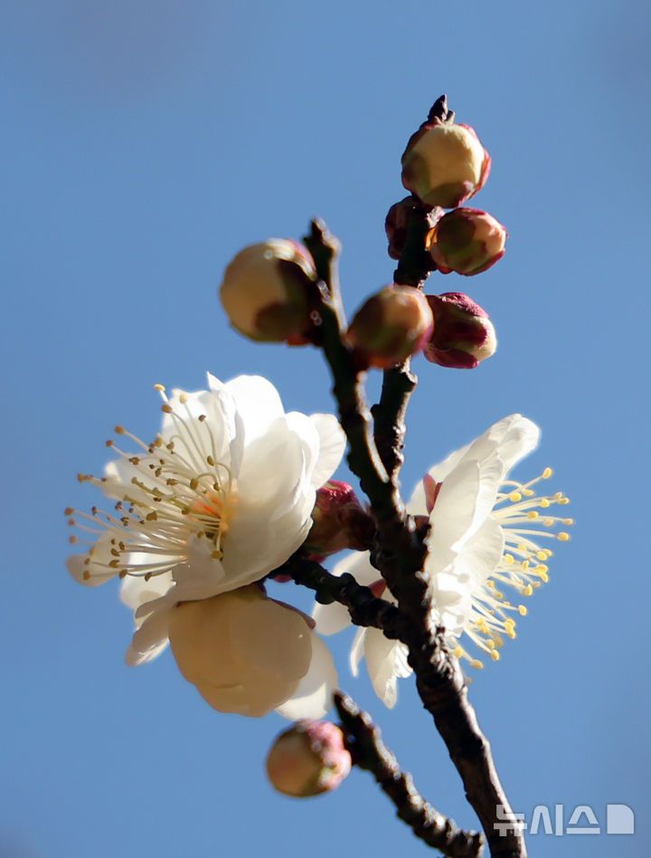 [부산=뉴시스] 하경민 기자 = 포근한 날씨를 보인 16일 부산 남구 동명대학교에서 '봄의 전령' 매화가 꽃망울을 터트려 눈길을 사로잡고 있다. 2026.01.16. yulnetphoto@newsis.com