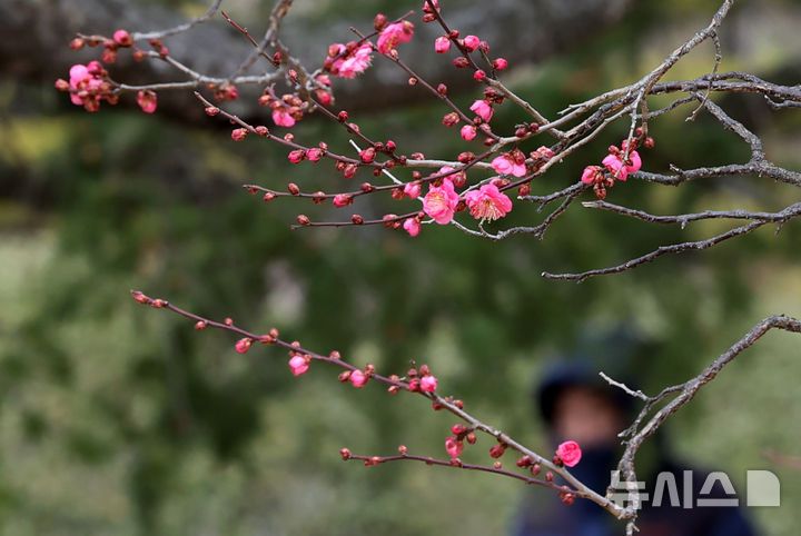 [부산=뉴시스] 하경민 기자 = 일년 중 가장 춥다는 '대한'(大寒)을 하루 앞둔 19일 부산 남구 유엔기념공원을 찾은 시민들이 꽃망울 터트린 '봄의 전령' 홍매화를 구경하고 있다. 2026.01.19. yulnetphoto@newsis.com