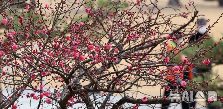 [부산=뉴시스] 하경민 기자 = 일년 중 가장 춥다는 '대한'(大寒)을 하루 앞둔 19일 부산 남구 유엔기념공원을 찾은 시민들이 꽃망울 터트린 '봄의 전령' 홍매화를 구경하고 있다. 2026.01.19. yulnetphoto@newsis.com