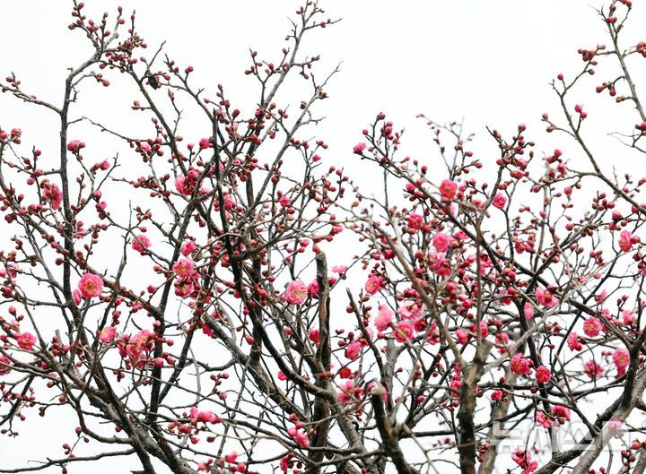 [부산=뉴시스] 하경민 기자 = 일년 중 가장 춥다는 '대한'(大寒)을 하루 앞둔 19일 부산 남구 유엔기념공원에서 '봄의 전령' 홍매화가 꽃망울을 터트려 눈길을 사로잡고 있다. 2026.01.19. yulnetphoto@newsis.com